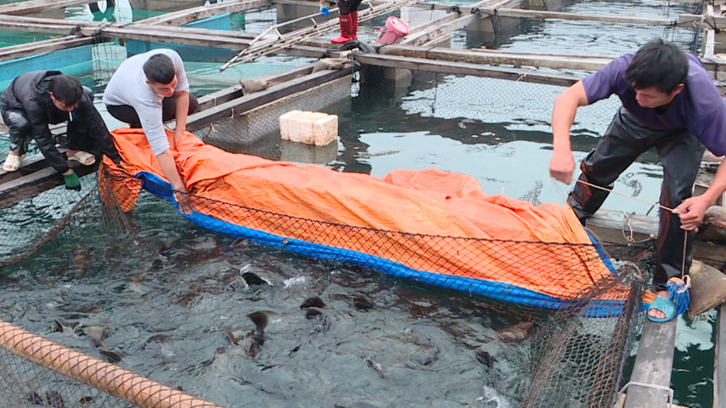 Ngư dân Vân Đồn khai thác và nuôi trồng thủy sản đầu năm 2024.