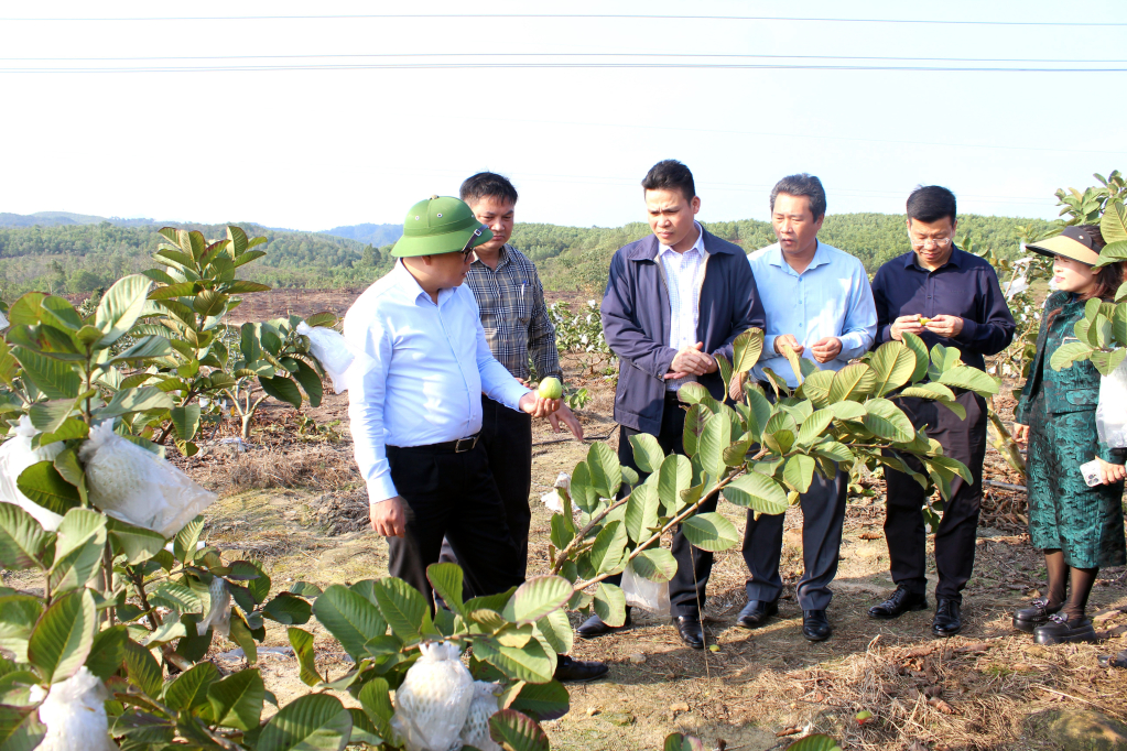Đồng chí Hoàng Bá Nam, Bí thư Thành ủy Móng Cái thăm mô hình trồng ổi ruột đỏ tại xã Hải Đông (TP Móng Cái).