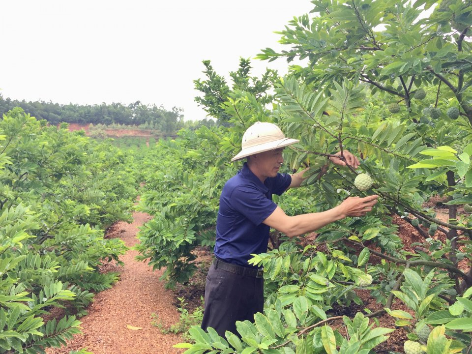 Nông dân xã Việt Dân, TX Đông Triều chăm sóc bà trồng theo tiêu chuẩn VietGAP.