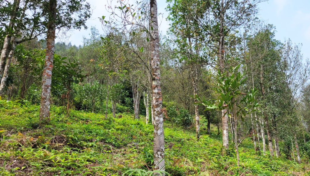 Toàn huyện Bình Liêu có khoảng 8.300ha rừng hồi, mang lại nguồn thu ổn định cho nhiều hộ dân trên địa bàn.
