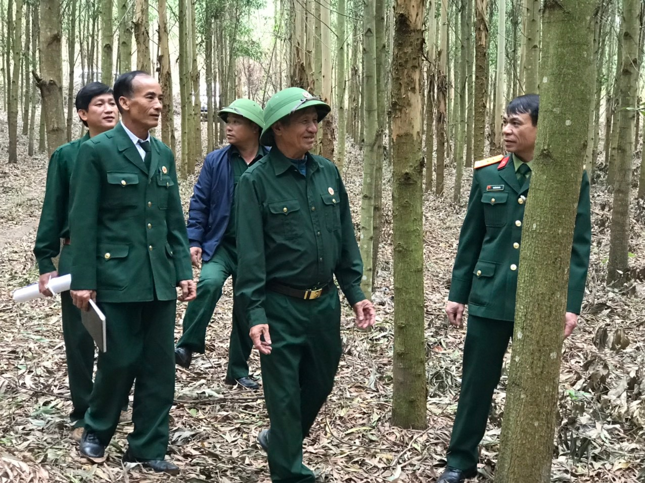 Mô hình rừng trồng của gia đình ông Vũ Quang Hải, thôn Tam Hồng, An Sinh, Đông Triều đem lại hiệu quả kinh tế cao. Ảnh: Bùi Bắc (CTV)