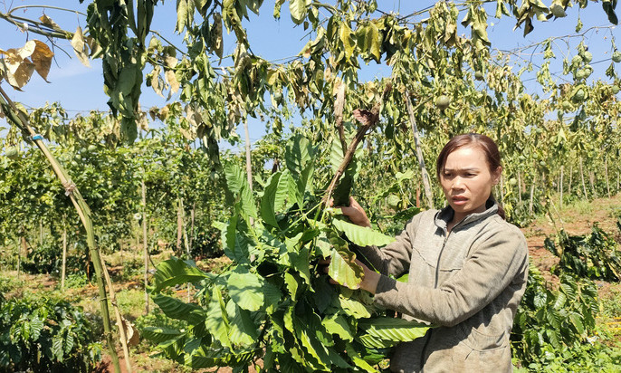 Kẻ gian chặt phá hàng trăm gốc cà phê, chanh dây của dân