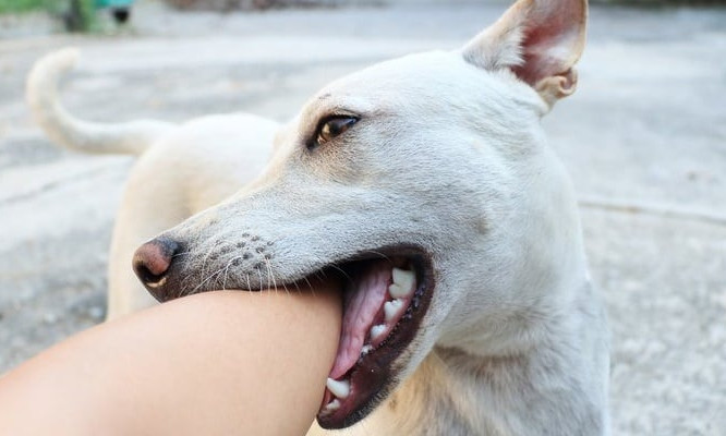 Nguy kịch do chó nhà cắn vì sai lầm thường gặp