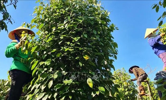 Two-month peppercorn export drops in volume, rises in value