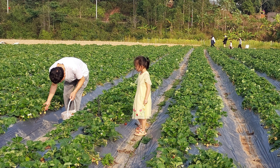Bình Liêu: Nâng thu nhập cho hộ nghèo, cận nghèo