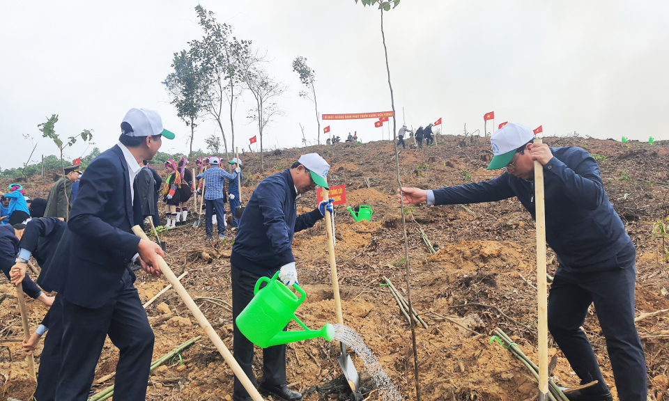 Gieo màu xanh trên đất rừng