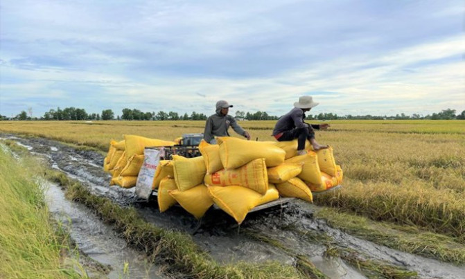 Tìm giải pháp đảm bảo an ninh lương thực khi giá lúa gạo giảm mạnh