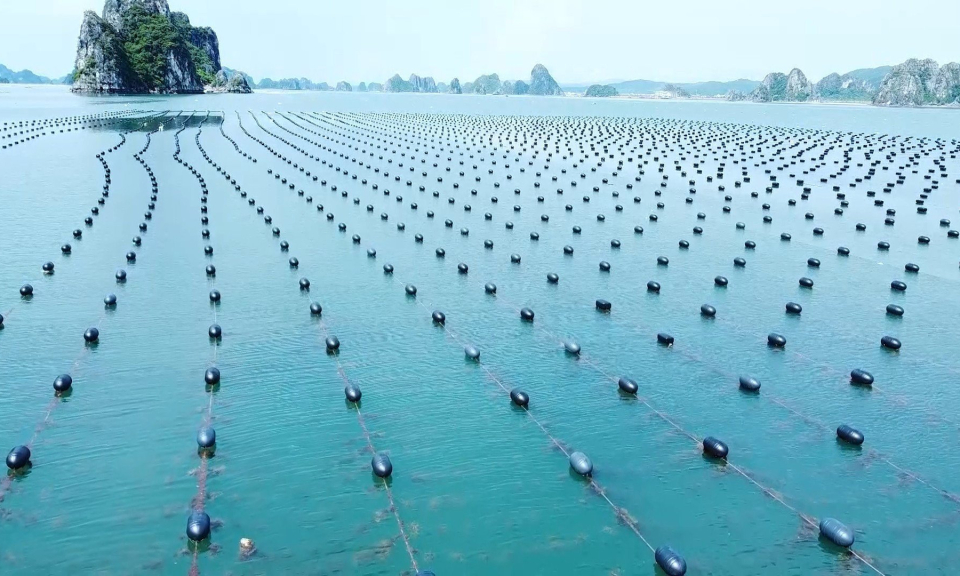 Xây dựng các vùng sản xuất nông nghiệp an toàn, giá trị cao 