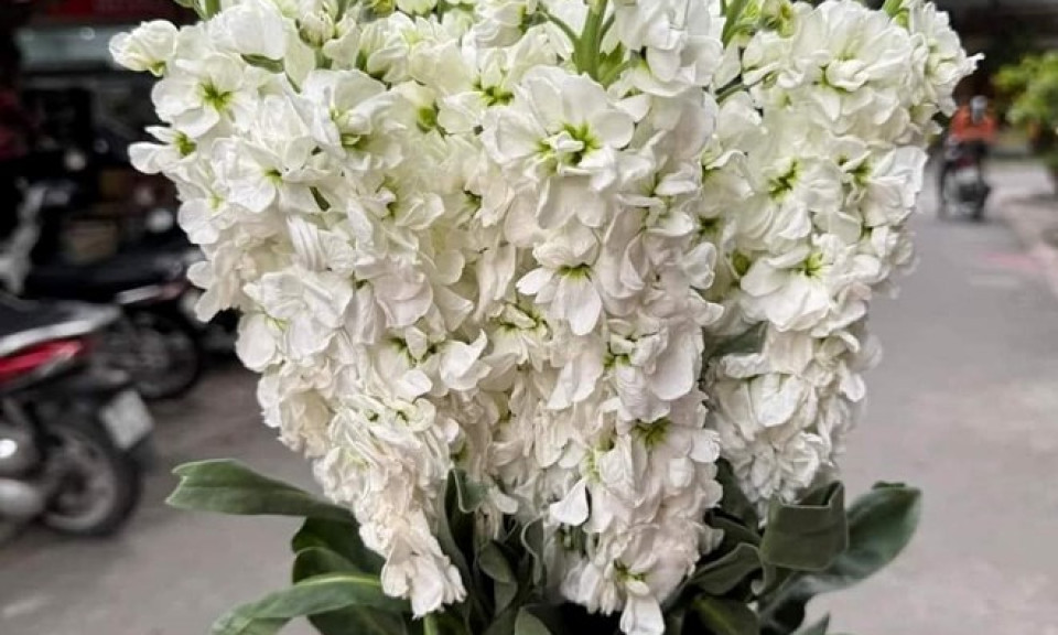 Những loại hoa, cây cảnh chứa độc tố cực độc