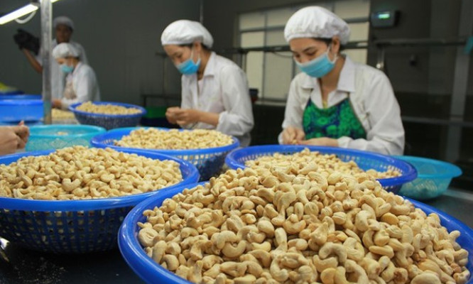 Ngành điều đặt mục tiêu xuất khẩu đạt 3,8 tỉ USD