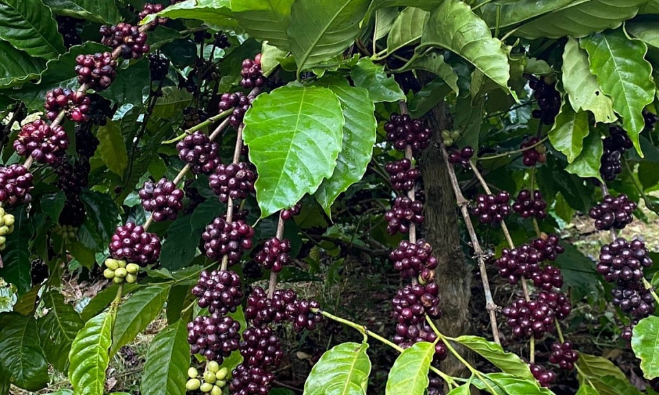 Xuất khẩu tăng vọt, giá cà phê trong nước có thể cán mốc 100.000 đồng/kg