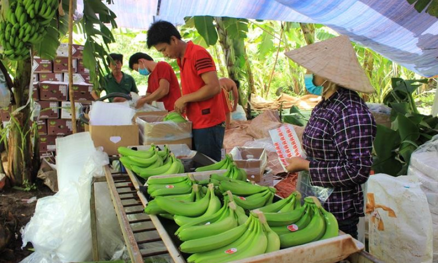 Thị trường ấm dần, giá chuối xuất khẩu tăng trở lại