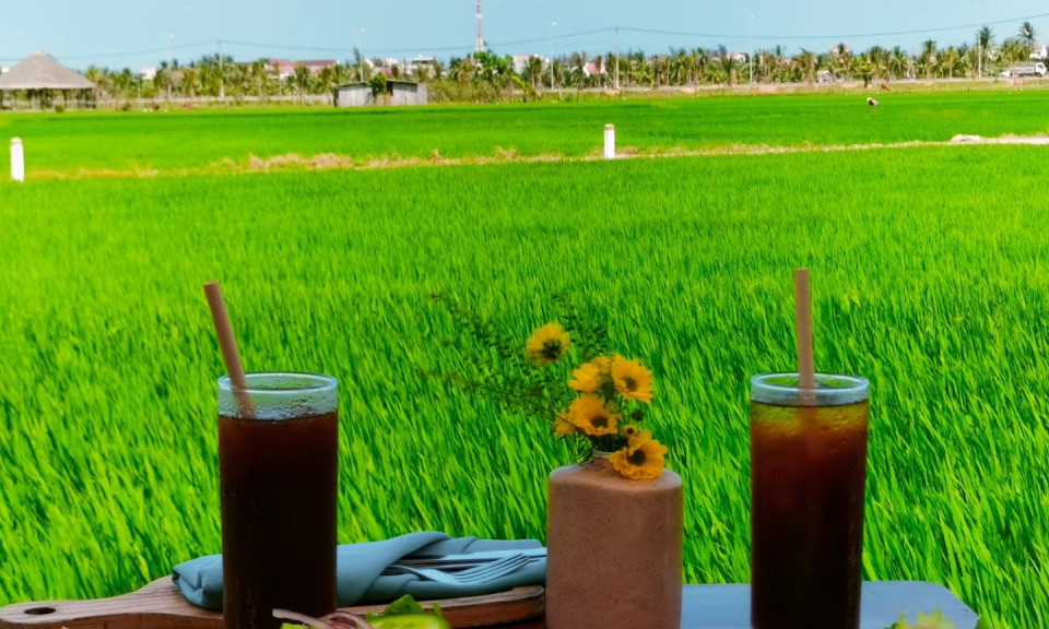 Hội An vào mùa "chill trên cánh đồng" 