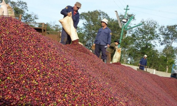 Giá cà phê liên tục thiết lập kỷ lục mới