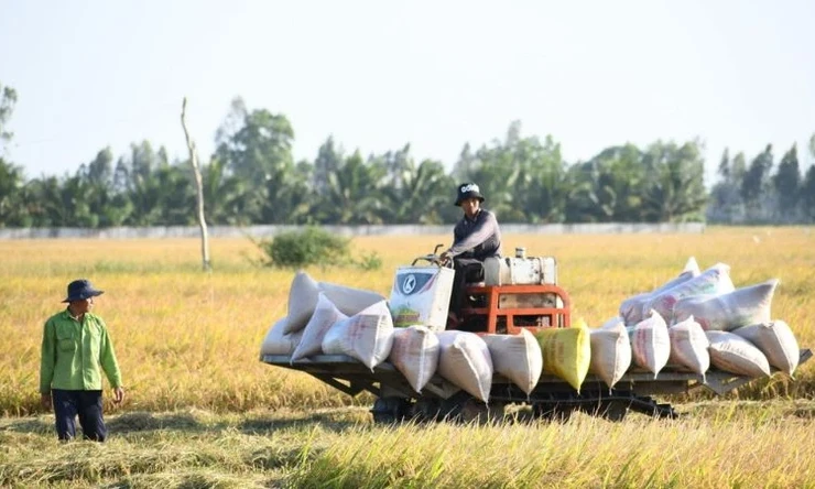 Tăng cường liên kết trong sản xuất, tiêu thụ lúa gạo