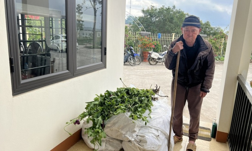 Cụ ông 82 tuổi bị bắt vì trồng 750 cây thuốc phiện cạnh nhà