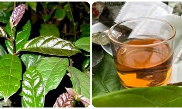 Tác dụng của lá xạ đen đối với sức khoẻ