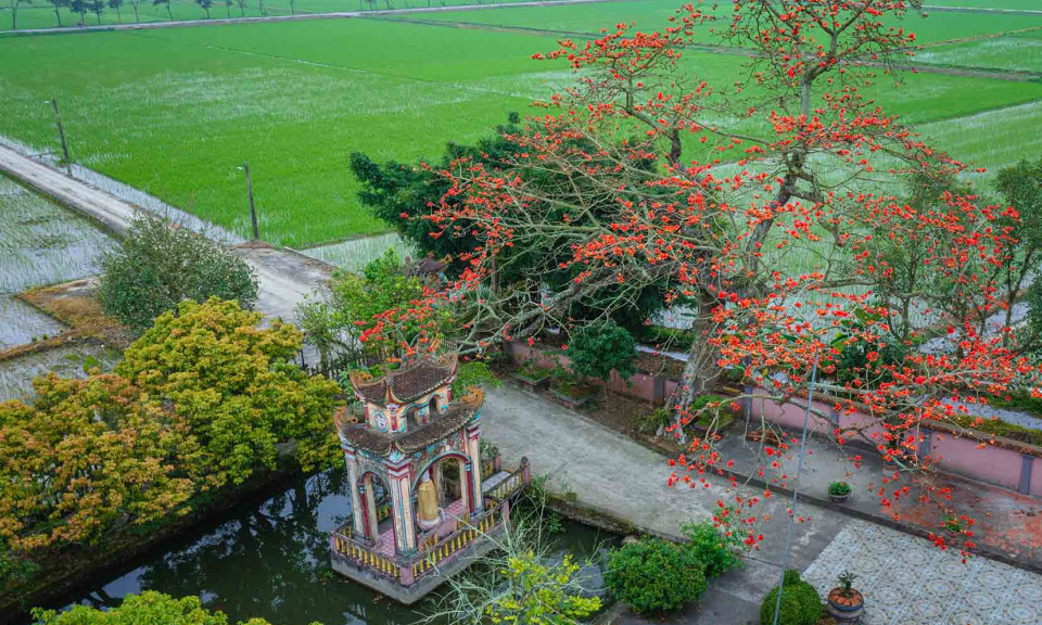Ngắm hoa gạo nở bên cảnh chùa thanh tịnh ở Thái Bình