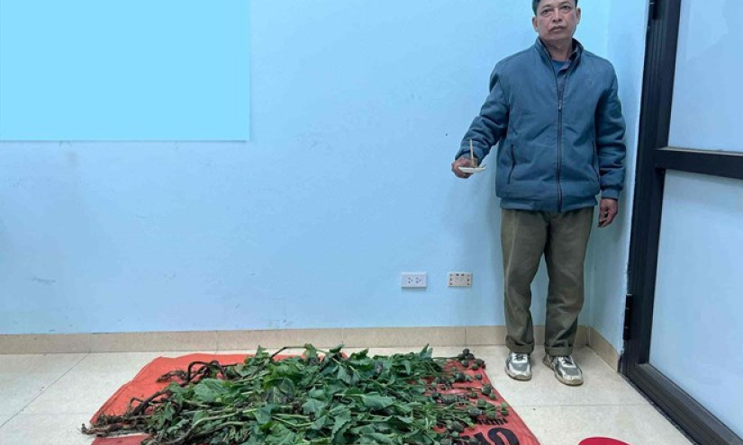 Bị bắt giam vì trồng cây thuốc phiện rồi tự sản xuất chất ma túy