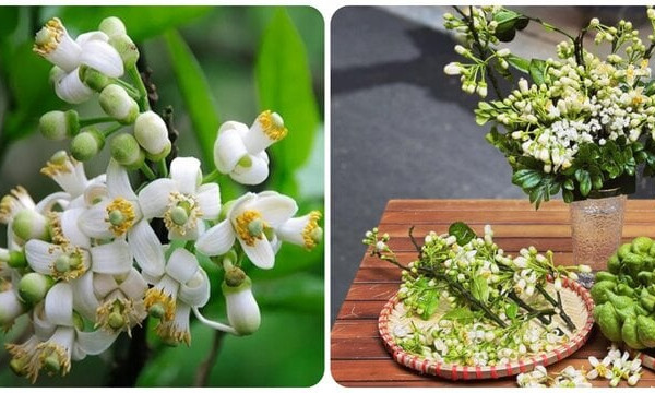 Những tác dụng bất ngờ của hoa bưởi với sức khoẻ