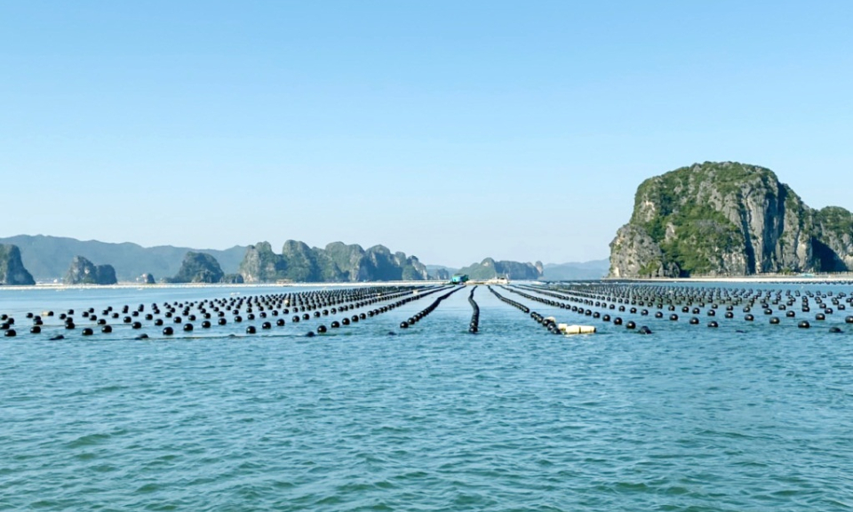 Phát triển thuỷ sản trở thành ngành kinh tế mũi nhọn