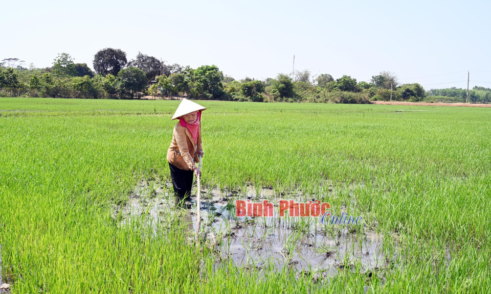 Bình Phước: Đồng xanh trong nắng hạn