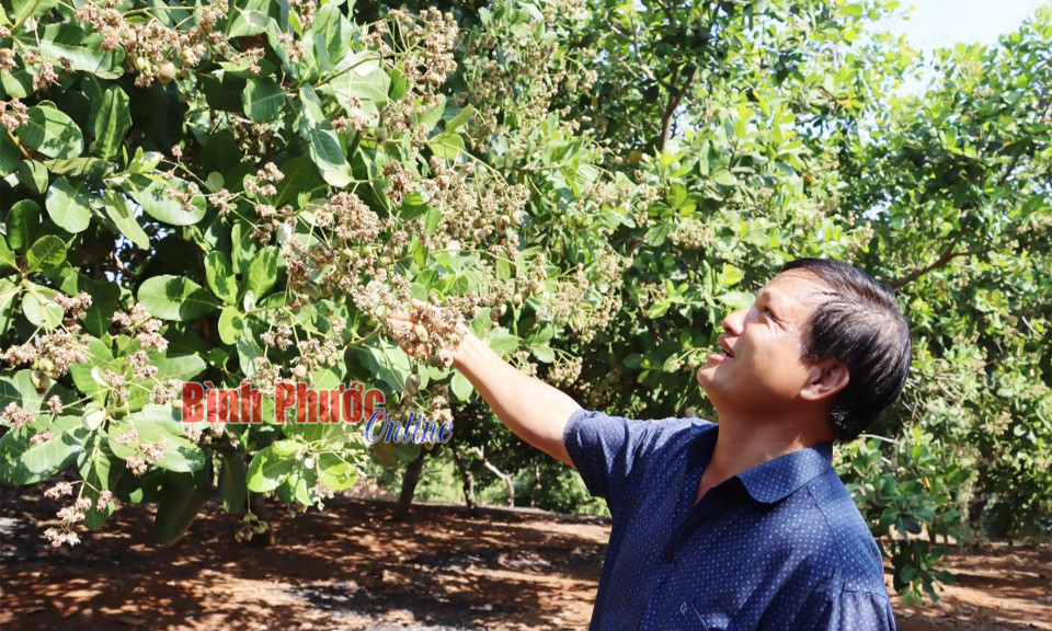 Bình Phước: Kỳ vọng vụ điều bội thu