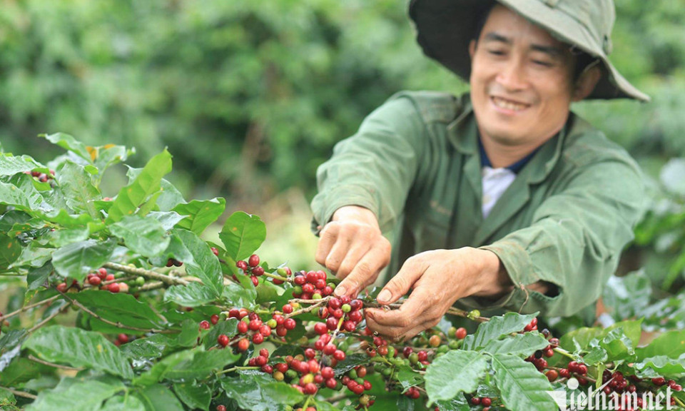 Giá cà phê cao nhất mọi thời đại, doanh nghiệp xuất khẩu ‘gồng lỗ’ nặng