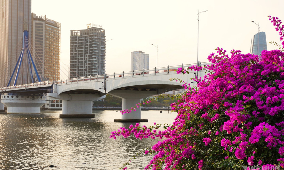 Ngắm hàng hoa giấy 'khổng lồ' nhuộm tím bờ Đông sông Hàn