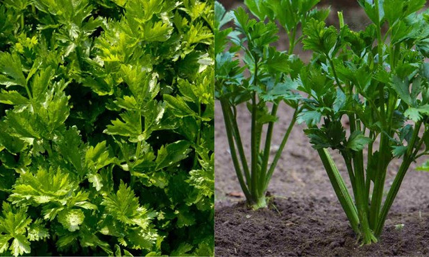 6 tác dụng không ngờ của lá cần tây đối với cơ thể