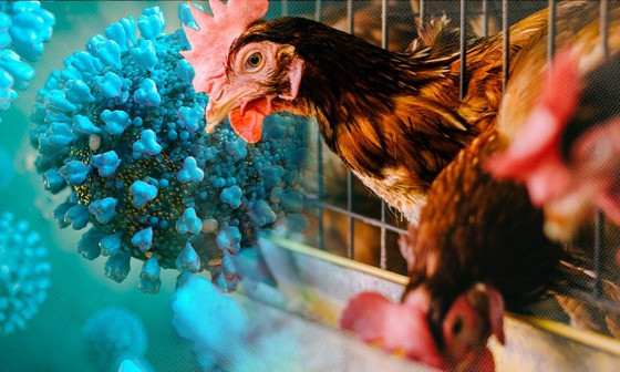 Health ministry advises people to stay vigilant against influenza A/H5N1