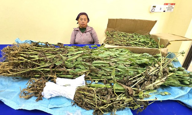 Bắt đối tượng trồng gần 800 cây thuốc phiện xen lẫn trong vườn cải