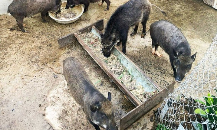 Lâm Đồng phát hiện ổ dịch tả lợn Châu Phi tại trang trại nuôi