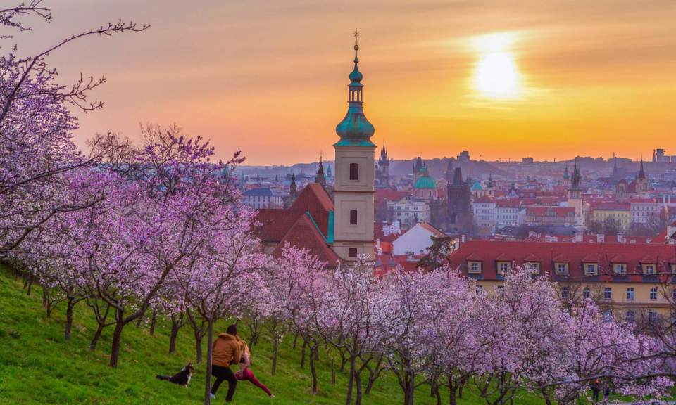  Hoa xuân nở rộ ở trái tim Praha