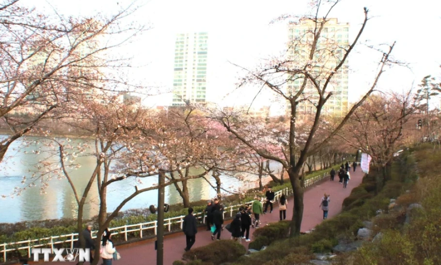 Hàn Quốc: Lễ hội hoa anh đào thu hút du khách đến thủ đô Seoul