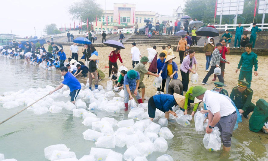TP Móng Cái thả 105.000 con giống thủy sản xuống biển