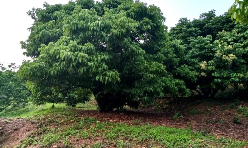 Bản tin vùng Đông Bắc ngày 31/3/2024