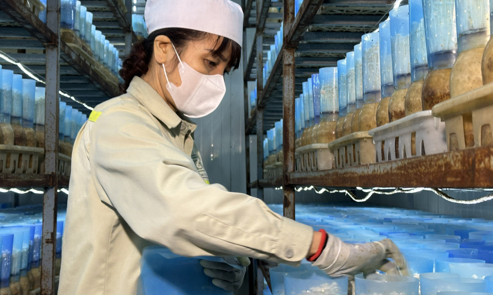 Để nâng tầm thương hiệu OCOP  