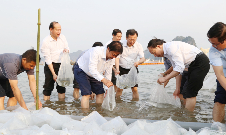 Bản tin Quảng Ninh ngày 31/3/2024
