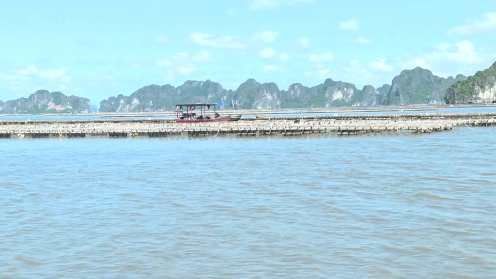Xã Hoàng Tân có số hộ dân làm nghề ngư nghiệp nhiều nhất của Thị xã Quảng Yên.