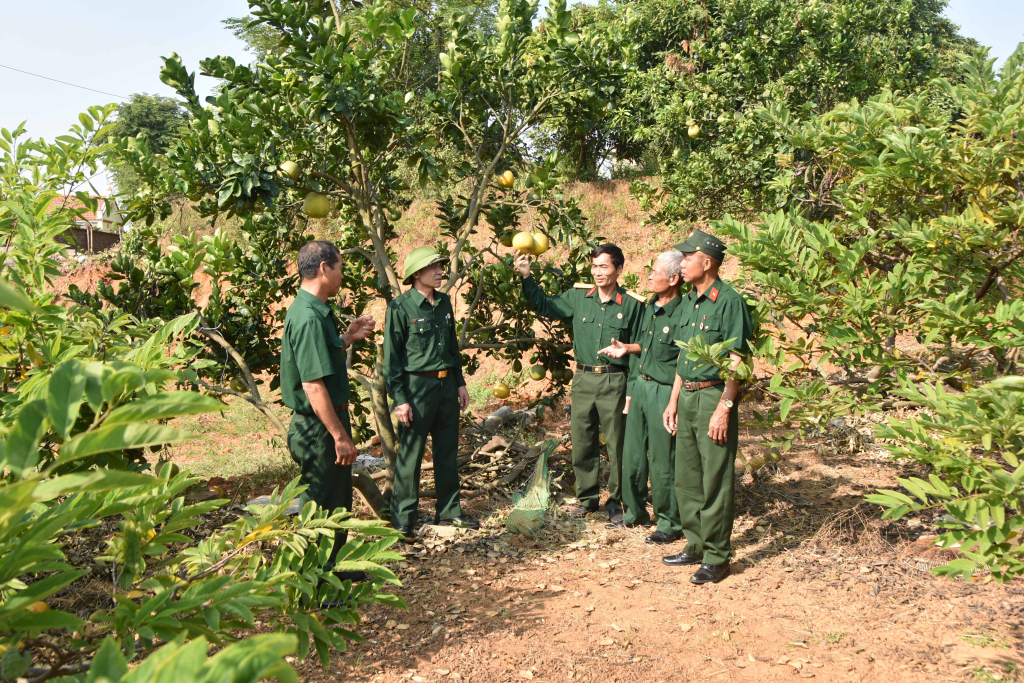 CCB xã Việt Dân, TX Đông Triều, giúp nhau phát triển mô hình trồng cây có múi.