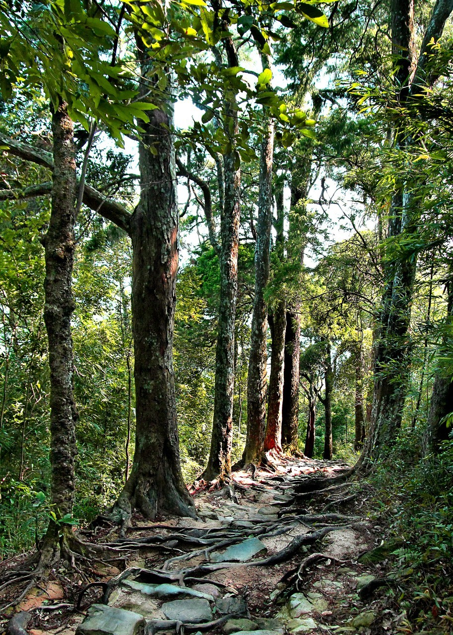 Hàng xích tùng quý hiếm ở Khu rừng Quốc gia Yên Tử.