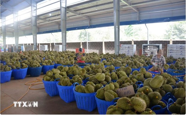 Vietnamese durian accounts for nearly 32% of China’s imports hinh anh 1