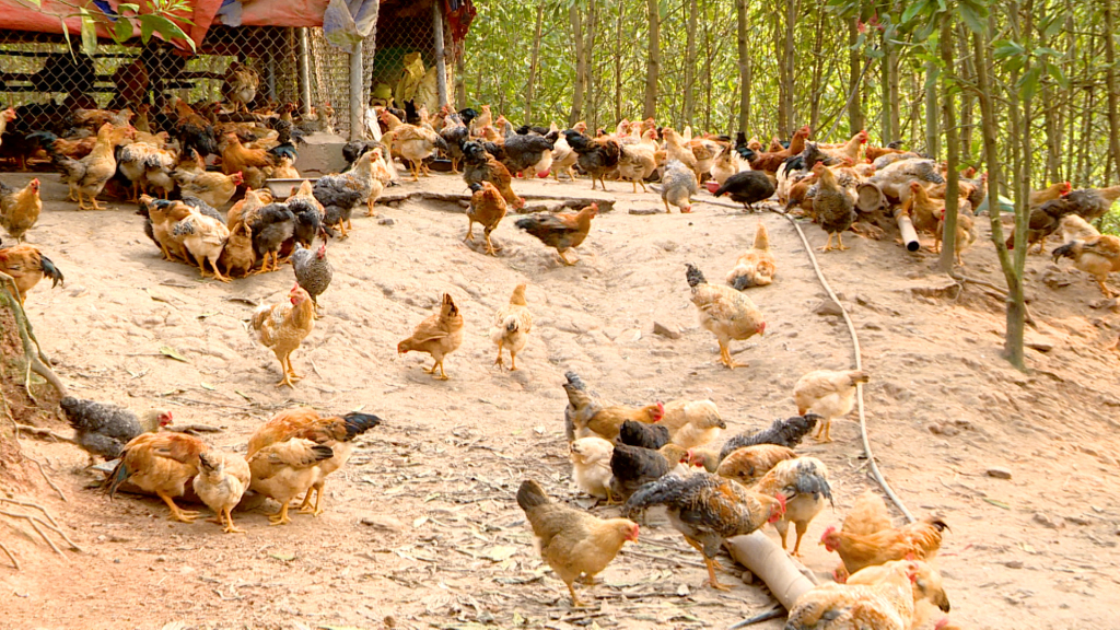 Tổng đàn vật nuôi của huyện Tiên Yên hiện có 615.500 con (Tháng 4/2024).
