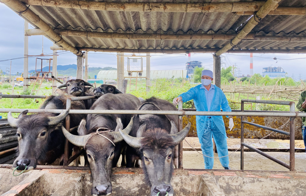 Cán bộ Thú y phường Bắc Sơn, TP Uông Bí triển khai tiêm phòng vác xin cho đàn gia súc.