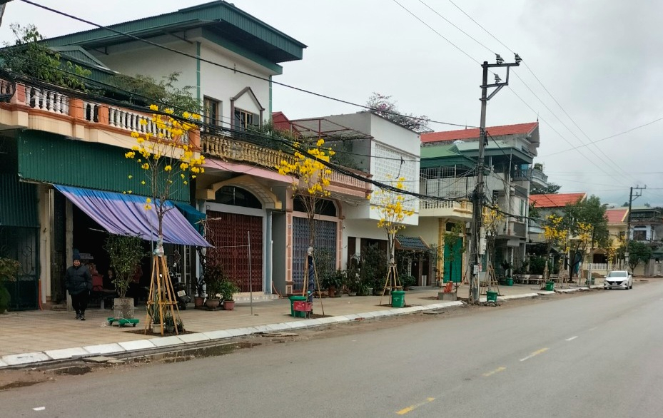 Hàngg cây phong linh rực rỡ sắc màu vừa được trồng tại tuyến đường Lựng Xanh (TP Uông Bí)