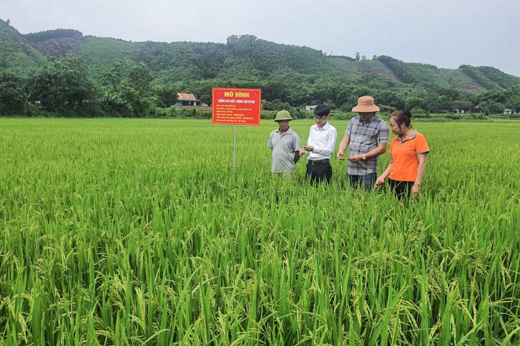Cán bộ xã Đại Bình (huyện Đầm Hà) kiểm tra mô hình trồng lúa chất lượng cao ĐT100 đang được triển khai với quy mô 46 ha tại 201 hộ của địa phương.