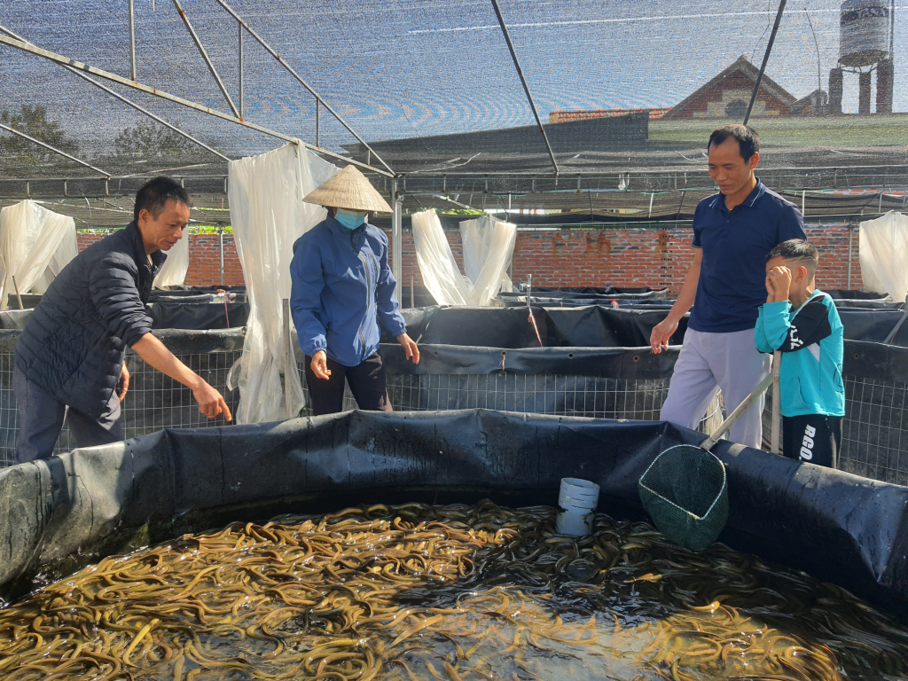 Mô hình nuôi lươn trong bể của người dân xã Bình Dương, TX Đông Triều.