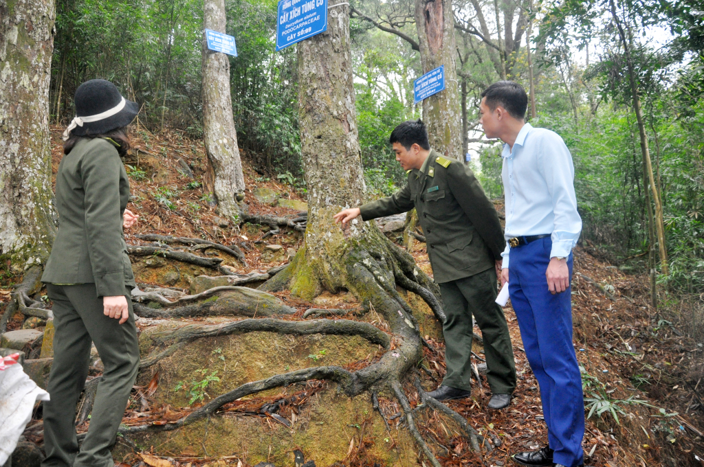Cán bộ Ban Quản lý di tích và rừng Quốc gia Yên Tử kiểm tra thực địa rừng Quốc gia Yên Tử.