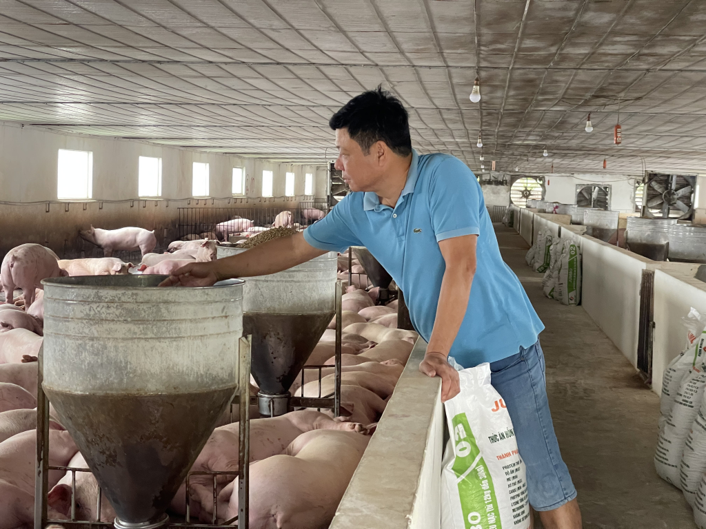 Mỗi năm, mô hình chăn nuôi lợn của gia đình ông Nguyễn Văn Bích xuất ra thị trường khoảng 6.000 con lợn.